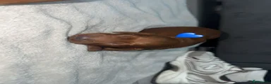Cockapoo 1