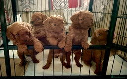Miniature Poodle dogs for sale: 1 reserved 2 remaining ready 15th October  - Image 34