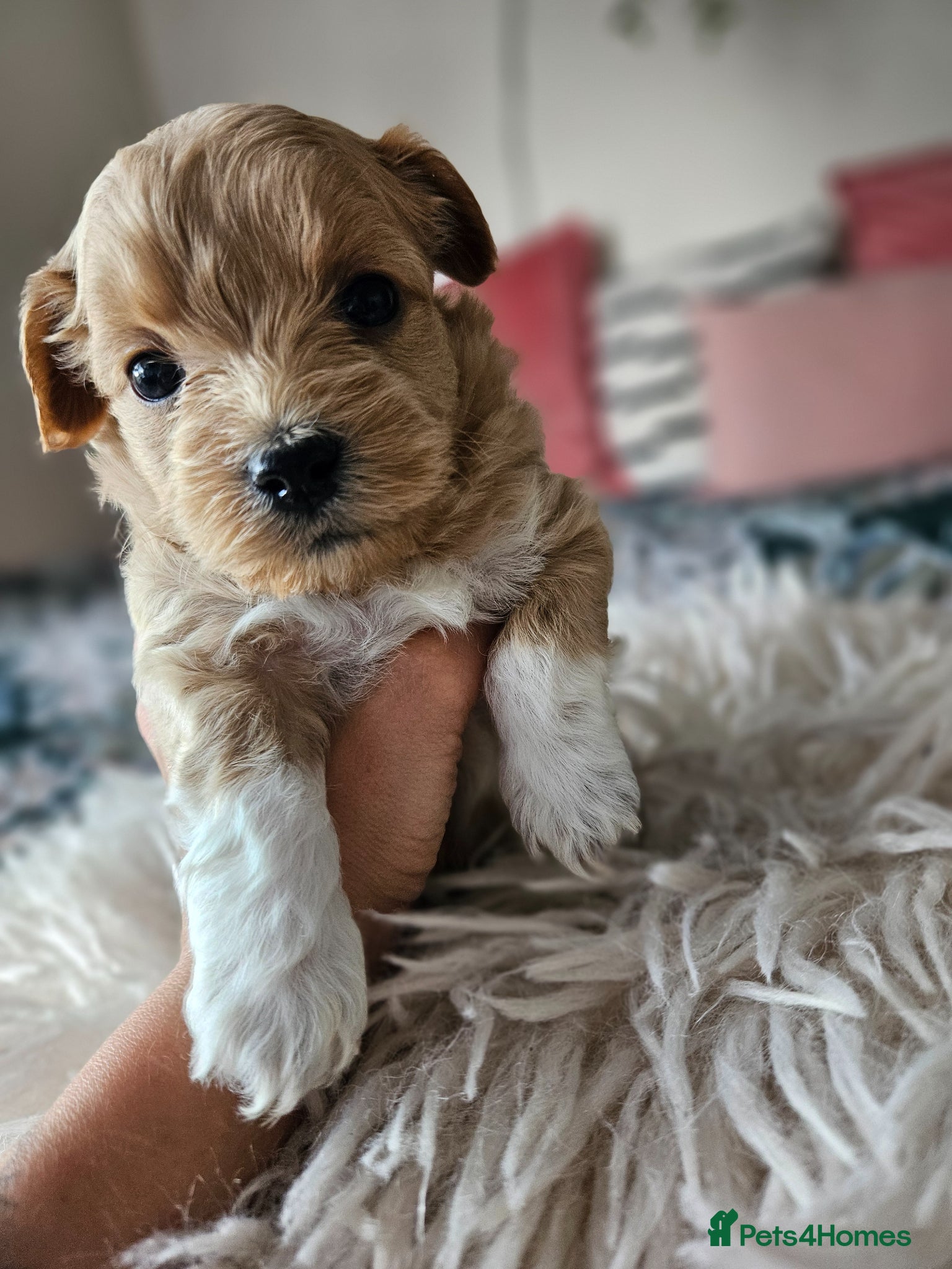 Maltipoo dogs for sale: Cute Small Maltipoos F1  - Advert 15
