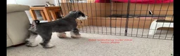 Miniature Schnauzer dogs for sale: BLACK & SILVER MINIATURE SCHNAUZERS - Advert 2