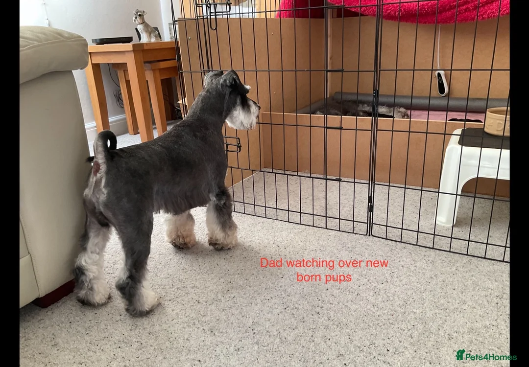Miniature Schnauzer dogs for sale: BLACK & SILVER MINIATURE SCHNAUZERS - Advert 2