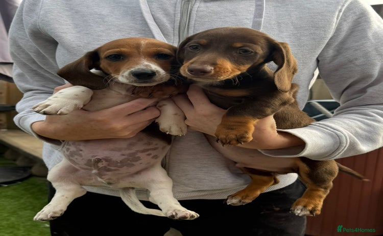 Miniature Dachshund dogs - Advert 2