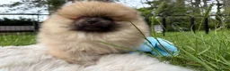Pomeranian dogs for sale:  Rare colour Russian line Teddy Bear Pom Puppies ✨ - Advert 6