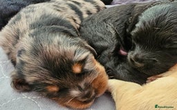 Cockapoo dogs for sale: Cockapoo Puppies - Ready 16 October 2025 - Image 9
