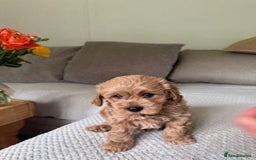 Cavapoo dogs for sale: Beautiful Litter Of F2b Cavapoos - Image 12