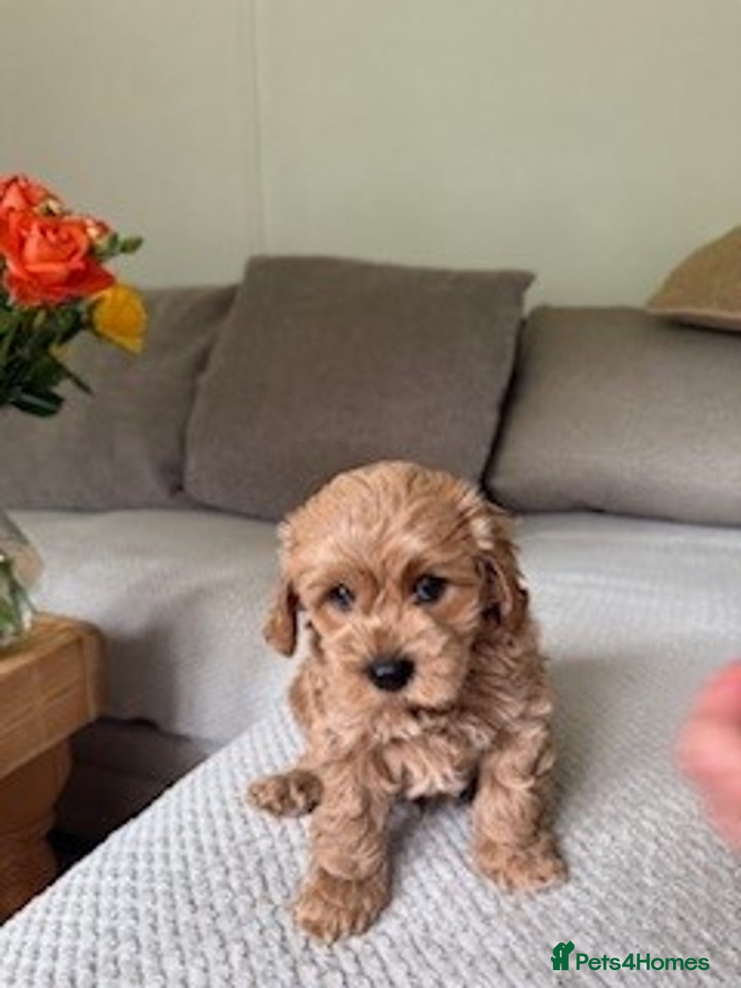 Cavapoo dogs for sale: Beautiful Litter Of F2b Cavapoos - Image 12