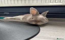 Dwarf Lop rabbits for sale: Bunny for sale - Image 3