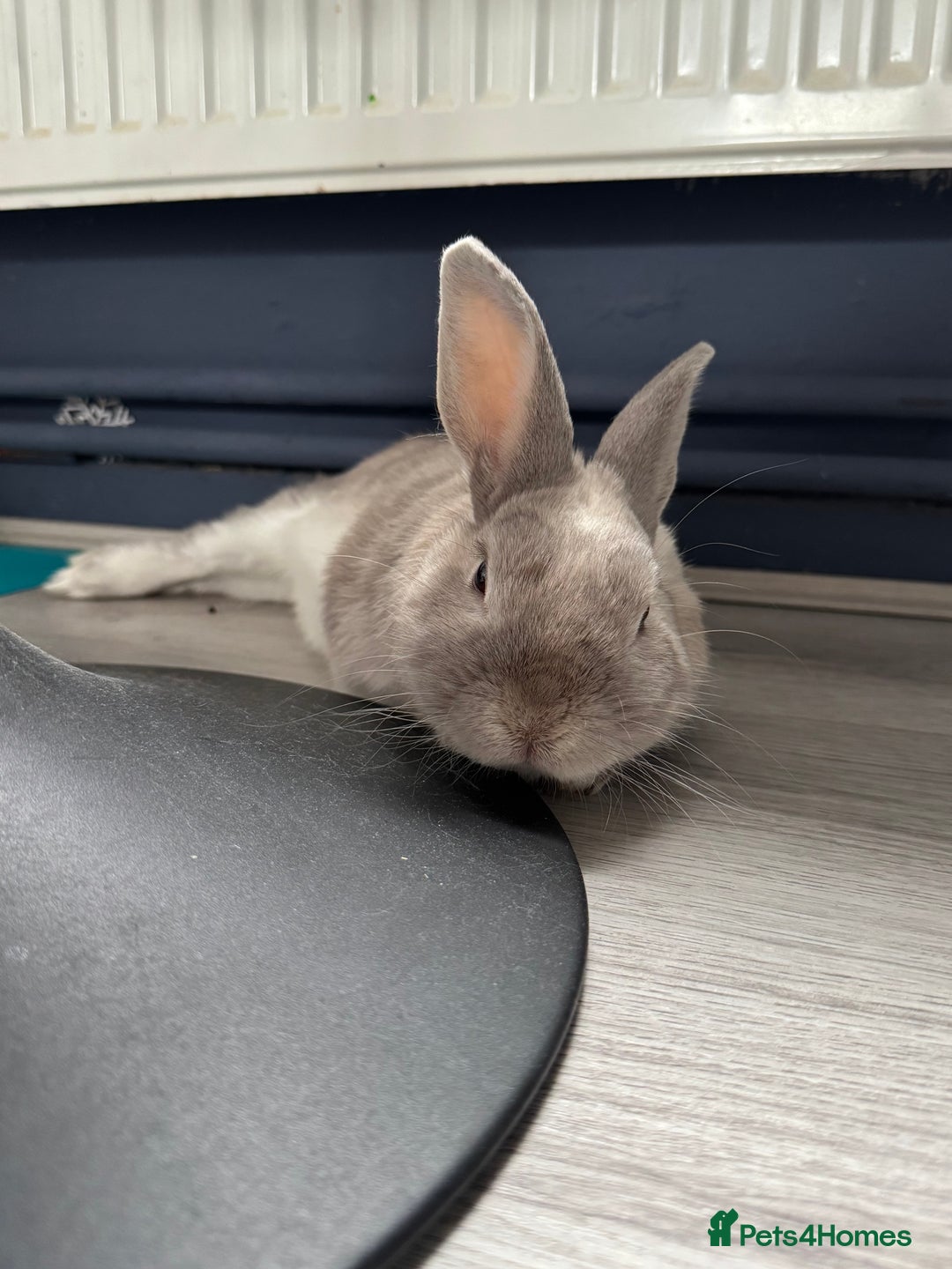 Dwarf Lop rabbits for sale: Bunny for sale - Image 3