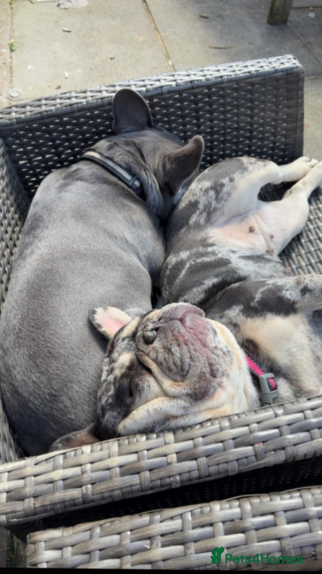 French Bulldog dogs for sale: Beautiful French bulldog puppies  - Image 20