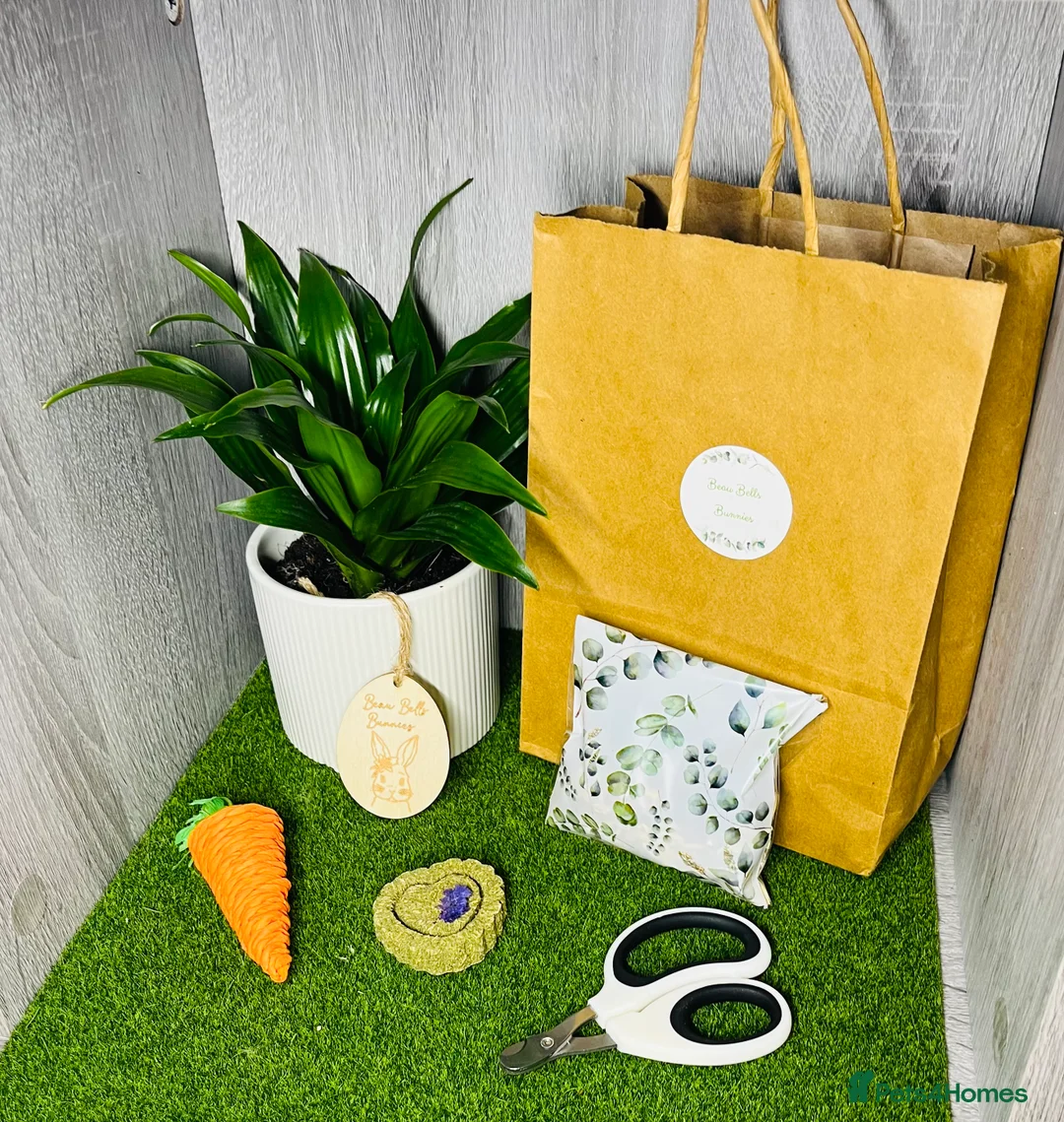 Mini Lop rabbits for sale: 🐰pure bred Miniature Lop 🐰 - Advert 7