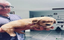 Golden Retriever dogs for sale: Golden Retriever Pups - Image 7