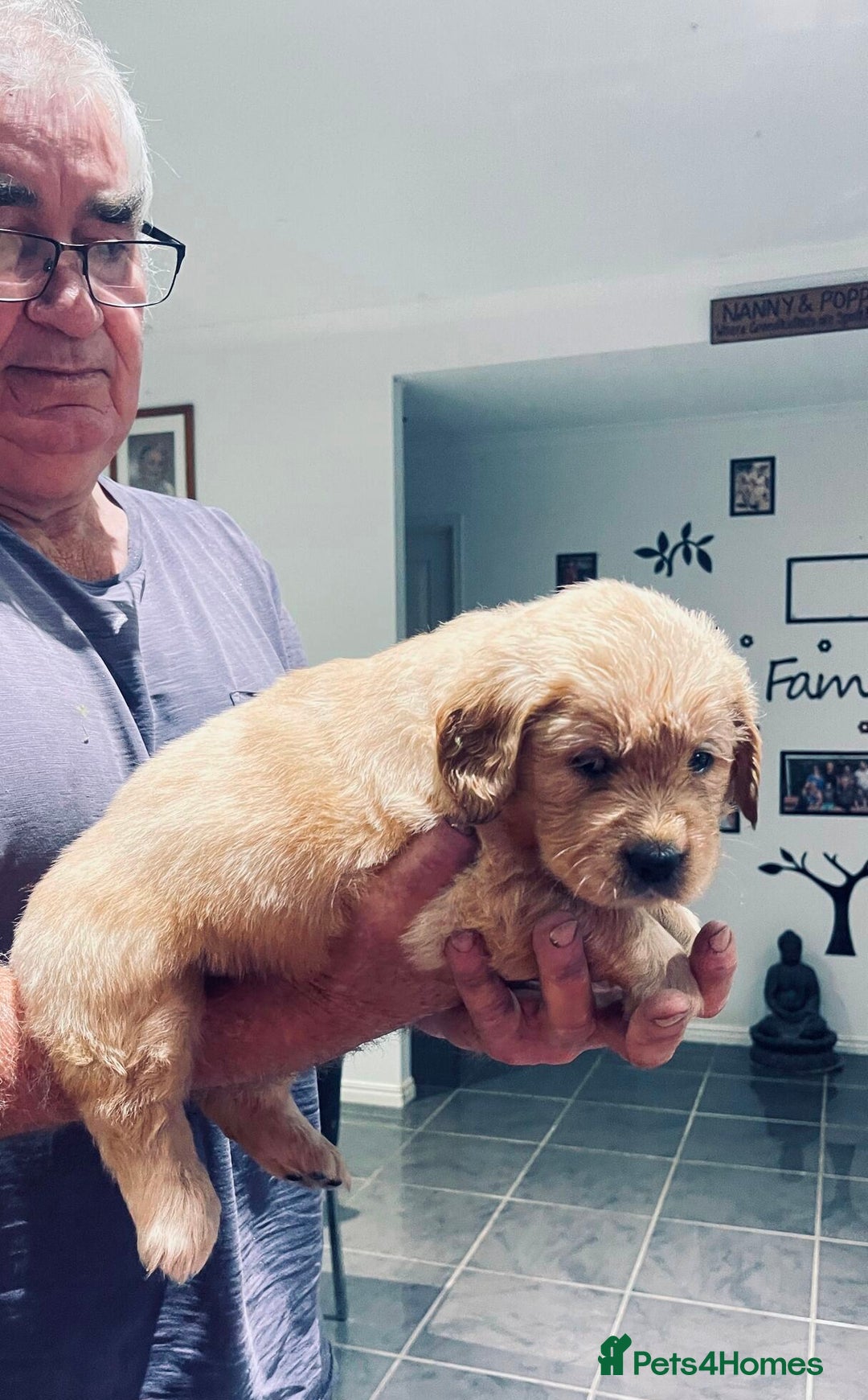 Golden Retriever dogs for sale: Golden Retriever Pups - Image 7