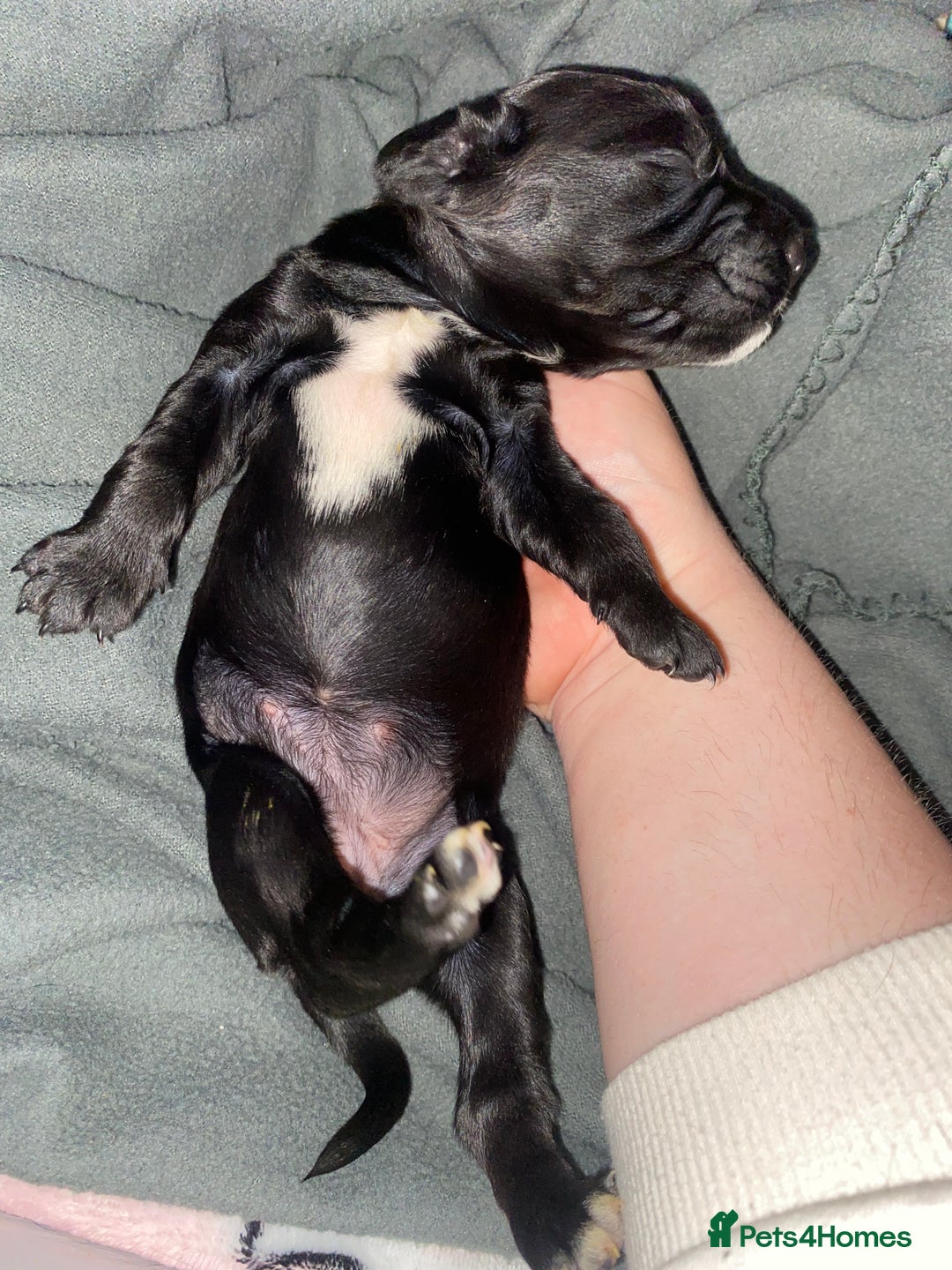 Sprocker dogs for sale: Beautiful Sprocker Puppies Ready 30th December - Advert 14