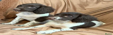 English Springer Spaniel 3
