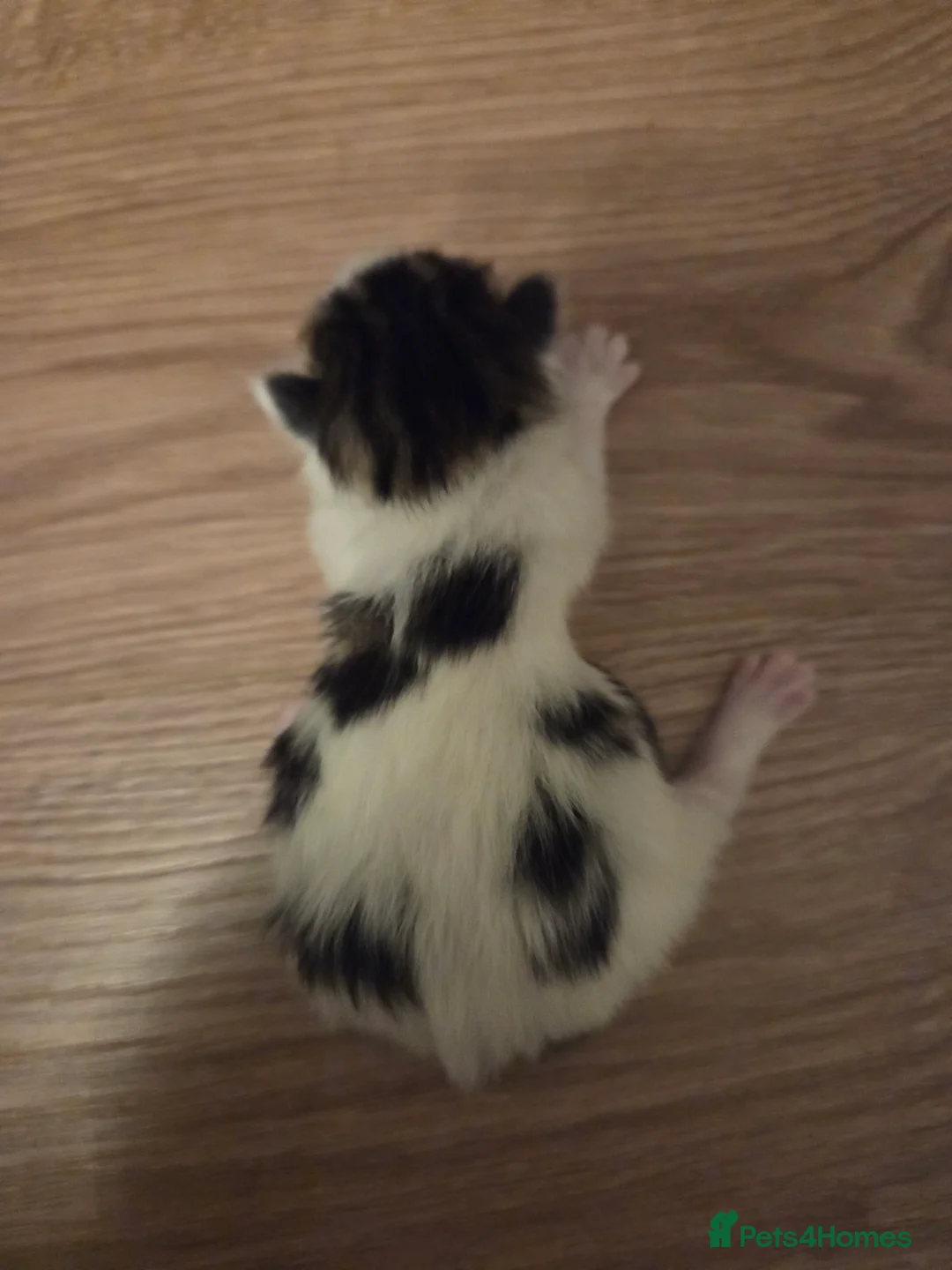 Mixed Breed cats for sale: Siberian and bsh kittens  - Advert 5