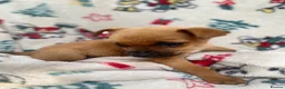 Mixed Breed dogs for sale: Jack Russell/ Yorkshire terrier puppy’s  in Pontypool - Advert 17