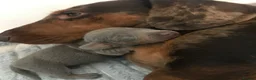Miniature Dachshund dogs for sale: Beautiful miniature dachshund babies  in Bradford - Advert 2