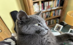 Domestic Shorthair cats for sale: 1 year old female cat for sale - Image 1