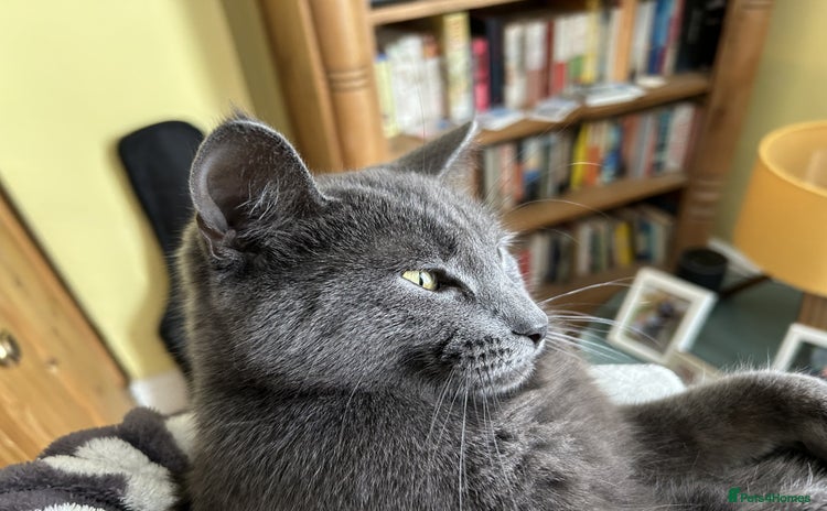 Domestic Shorthair cats - Advert 1