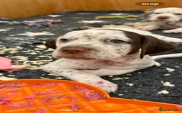 Braque du Bourbonnais dogs for sale: Braque du Bourbonnais Puppies - Image 3
