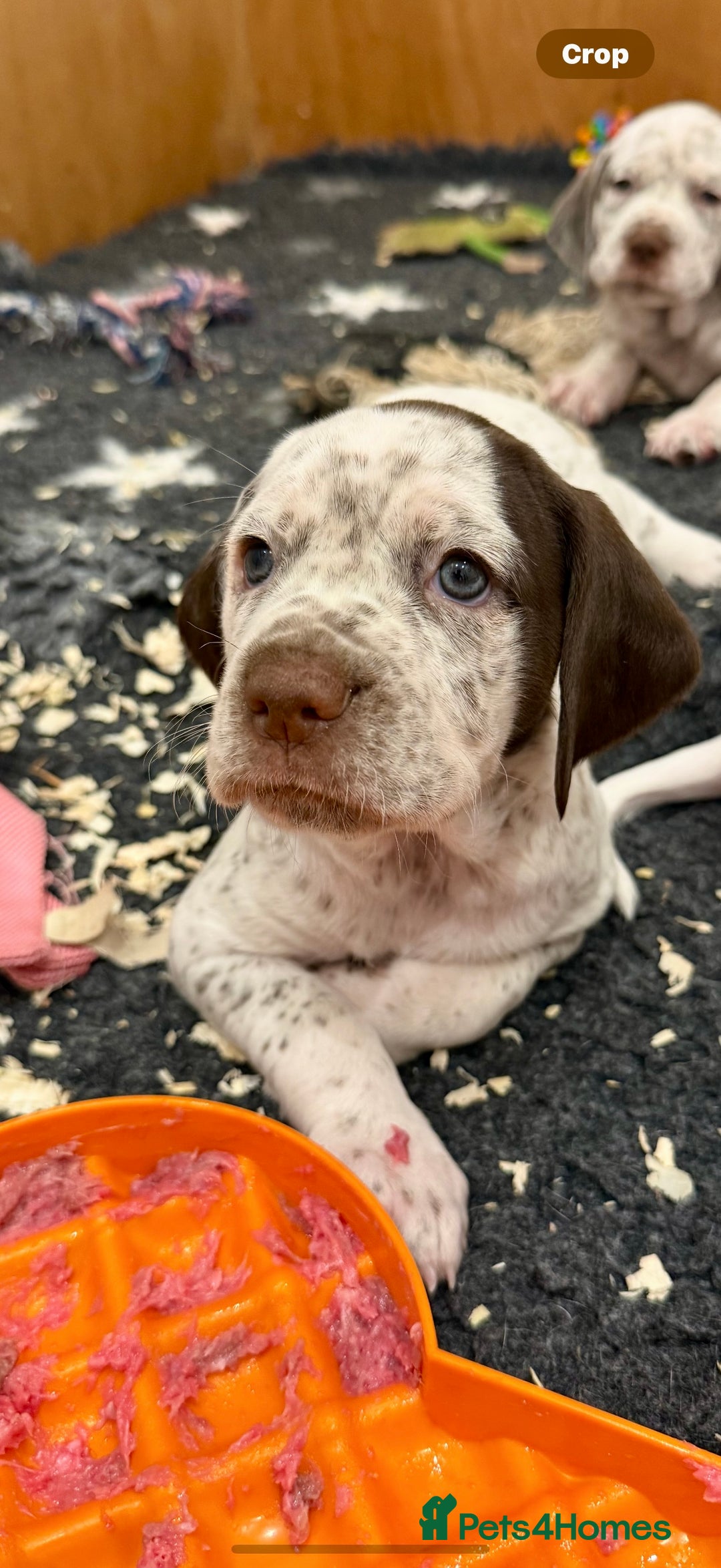 Braque du Bourbonnais dogs for sale: Braque du Bourbonnais Puppies - Image 3