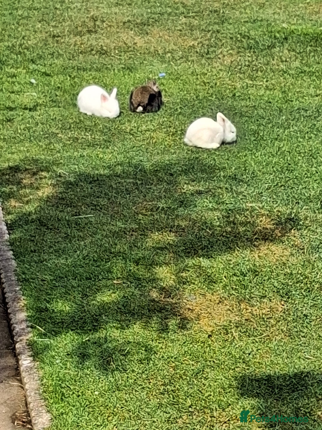 Lionhead rabbits for sale: lionhead bunnies  - Image 2