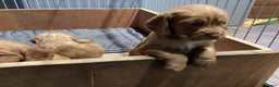 Cocker Spaniel dogs for sale: Cocker Spaniel pups, KC reg, health tested parents - Advert 4