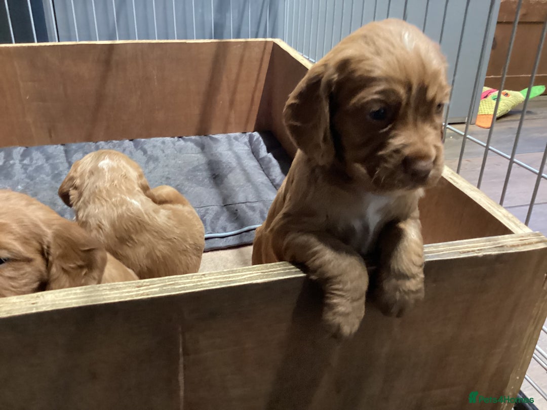 Cocker Spaniel dogs for sale: Cocker Spaniel pups, KC reg, health tested parents - Advert 4