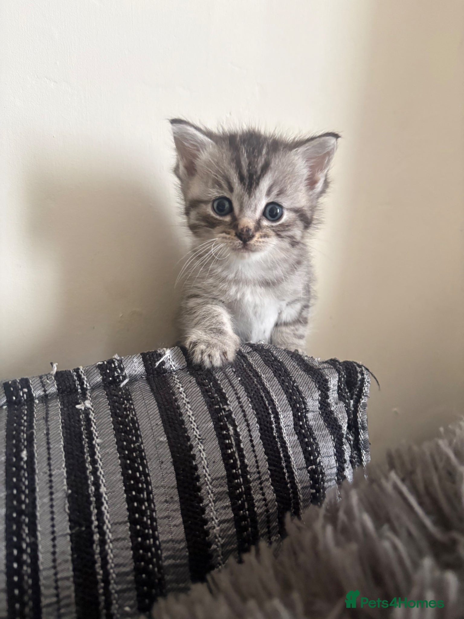 Mixed Breed cats 1 beautiful half ragdoll kitten - Advert 4