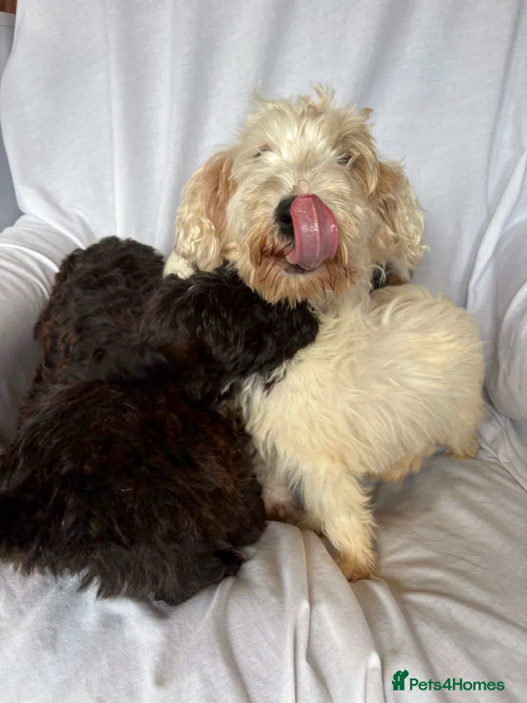 Mixed Breed dogs for sale: Sealyham X Poodle Puppies  - Advert 29