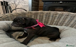 Pug dogs for sale: Superb Pug Puppies - ready now - Advert 4