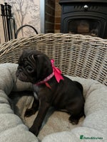 Pug dogs Superb Pug Puppies - ready now - Advert 2
