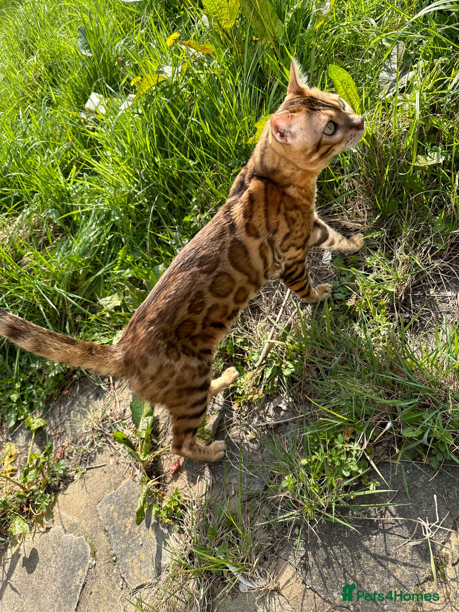 Bengal cats Beautiful bengal stud⭐️ - Advert 5