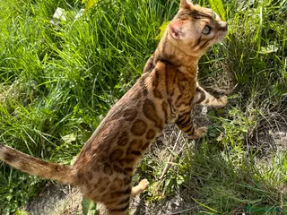 Bengal cats Beautiful bengal stud⭐️ - Advert 5