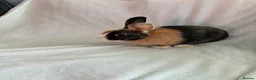 Harlequin rabbits for sale: English spot buck & harlequins  - Advert 8