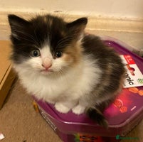 Mixed Breed cats Ragamuffin mix kittens please read description box - Advert 4