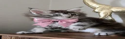 Maine Coon cats for sale: Beautiful Maine coon girl 🥰 - Advert 5
