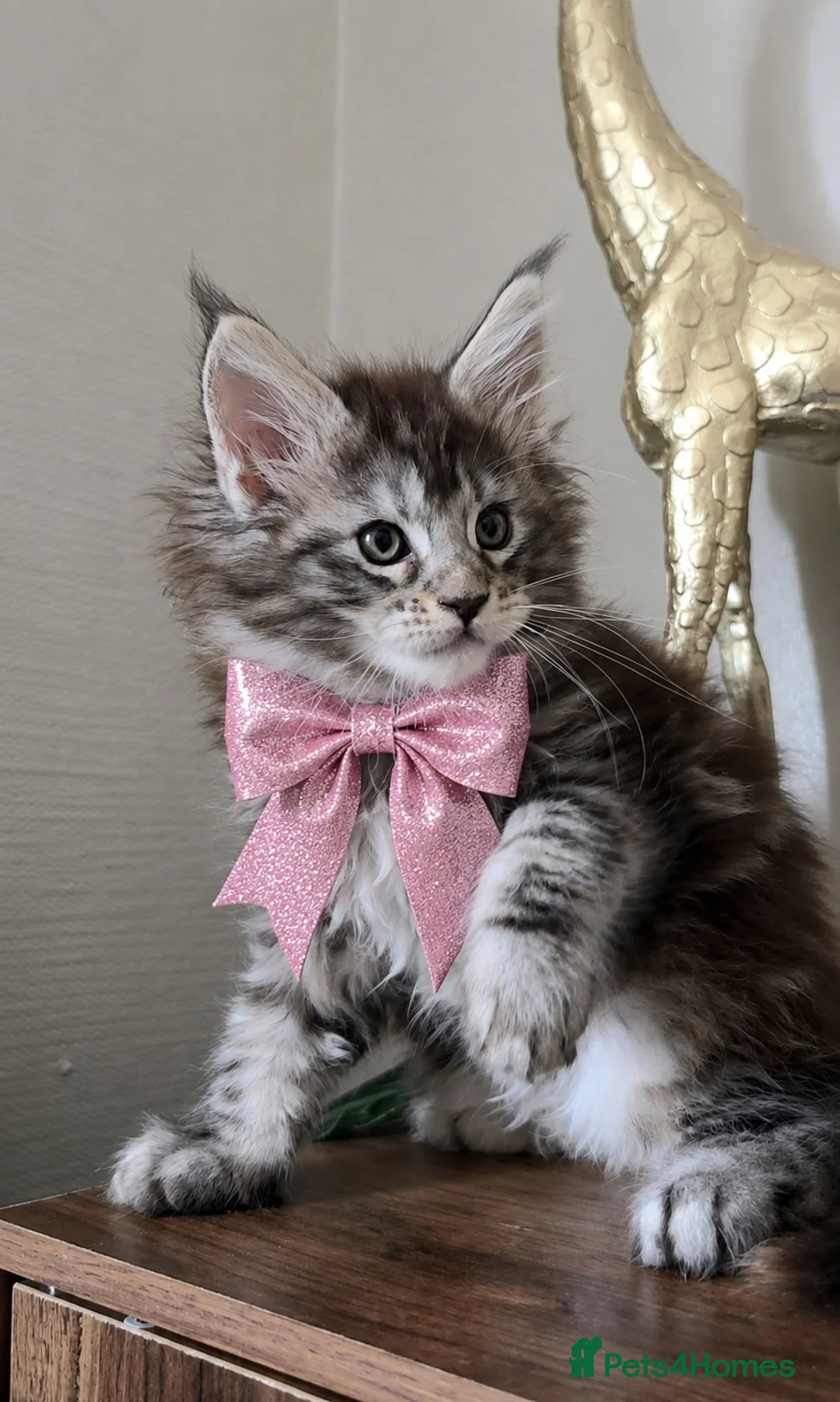 Maine Coon cats for sale: Beautiful Maine coon girl 🥰 - Advert 5