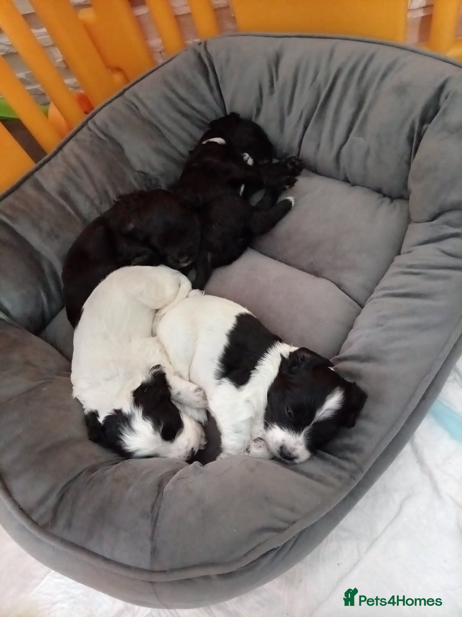 English Springer Spaniel dogs for sale: Springiel spaniel  - Advert 3