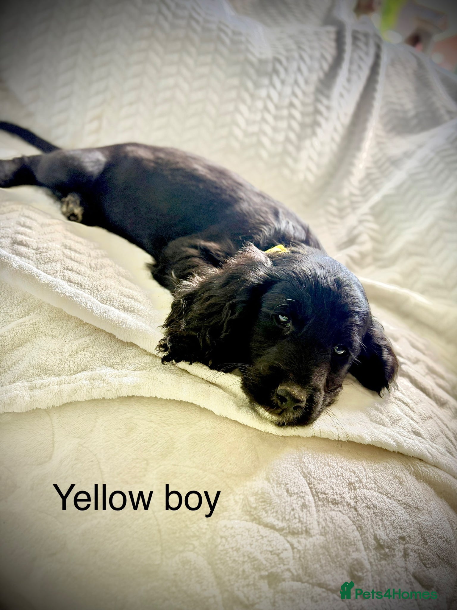 Cockapoo dogs F1B READY TO LEAVE NOW! - Advert 13