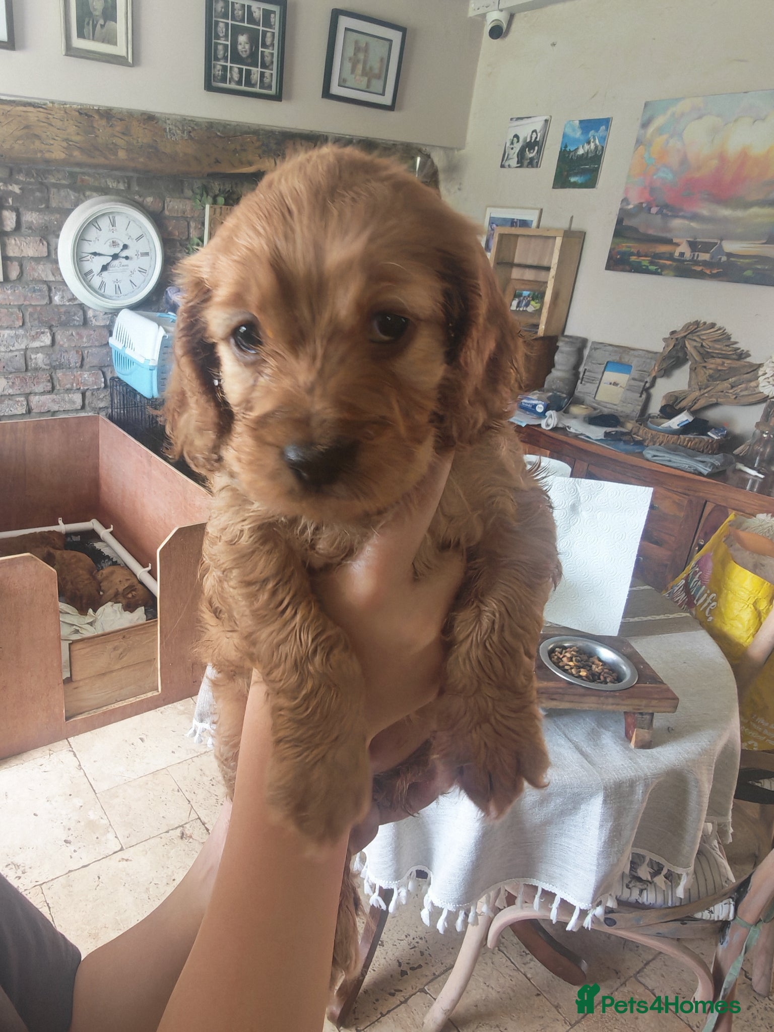 Cockapoo dogs 5* Licensed Breeder Cockapoo puppies F1 - Advert 14