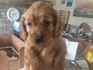 Cockapoo dogs 5* Licensed Breeder Cockapoo puppies F1 - Advert 14