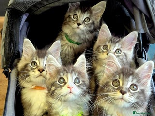 Maine Coon cats 🎀 Outstanding GCCF Pedigree Maine Coon Kitten 🎄 - Advert 1