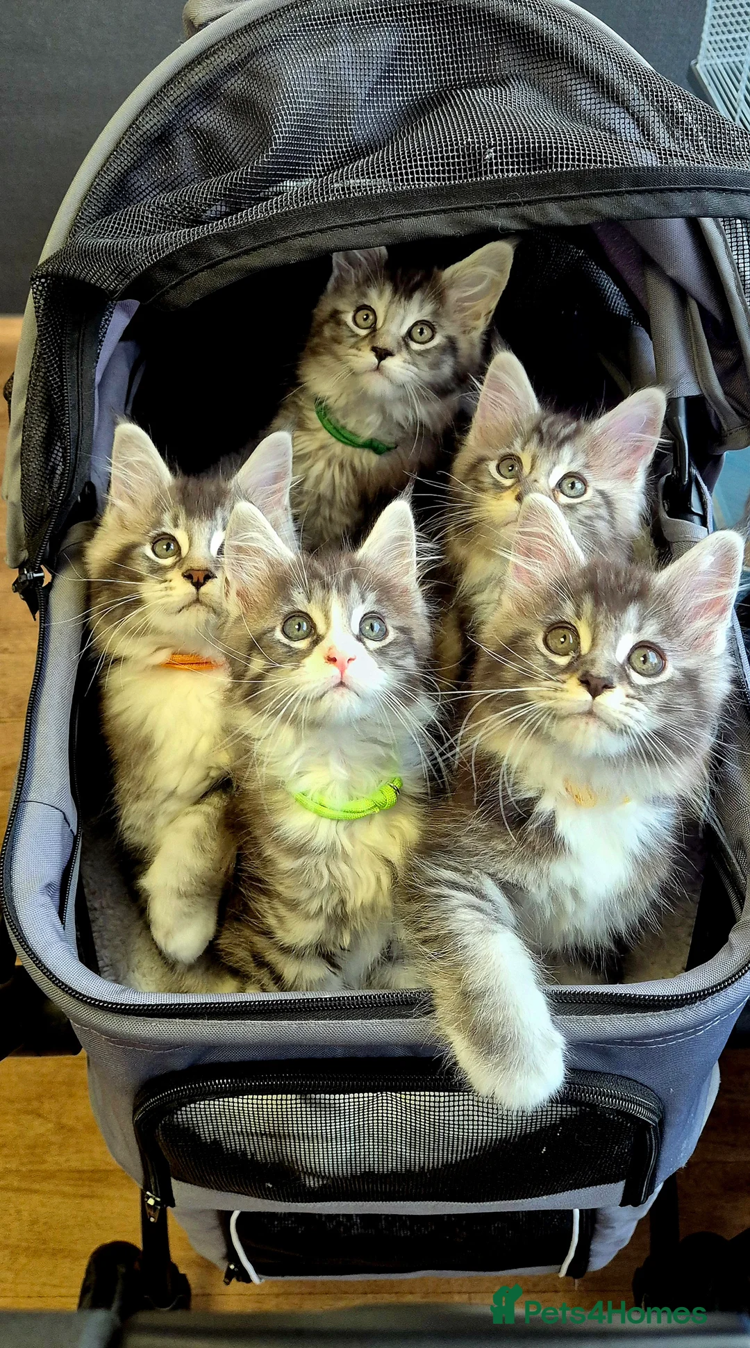 Maine Coon cats for sale: 🎀 Outstanding GCCF Pedigree Maine Coon Kitten 🎄 - Advert 1