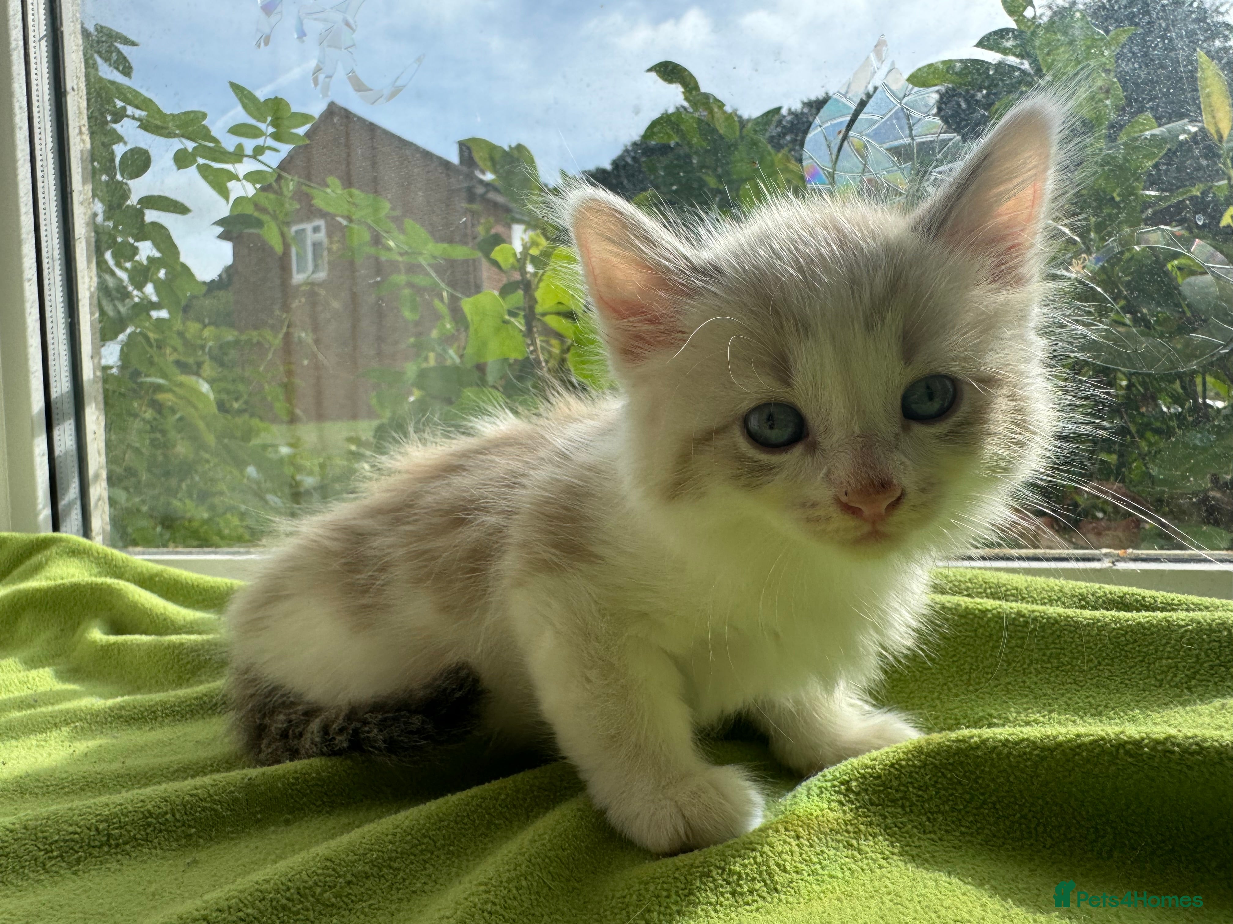 Ragdoll cats for sale: Ready Now- Ragdoll Kittens :)+chip,food,healthCard - Advert 1