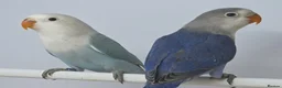 Lovebirds birds for sale: DNA sexed Male Female Lovebirds in Birmingham - Advert 6