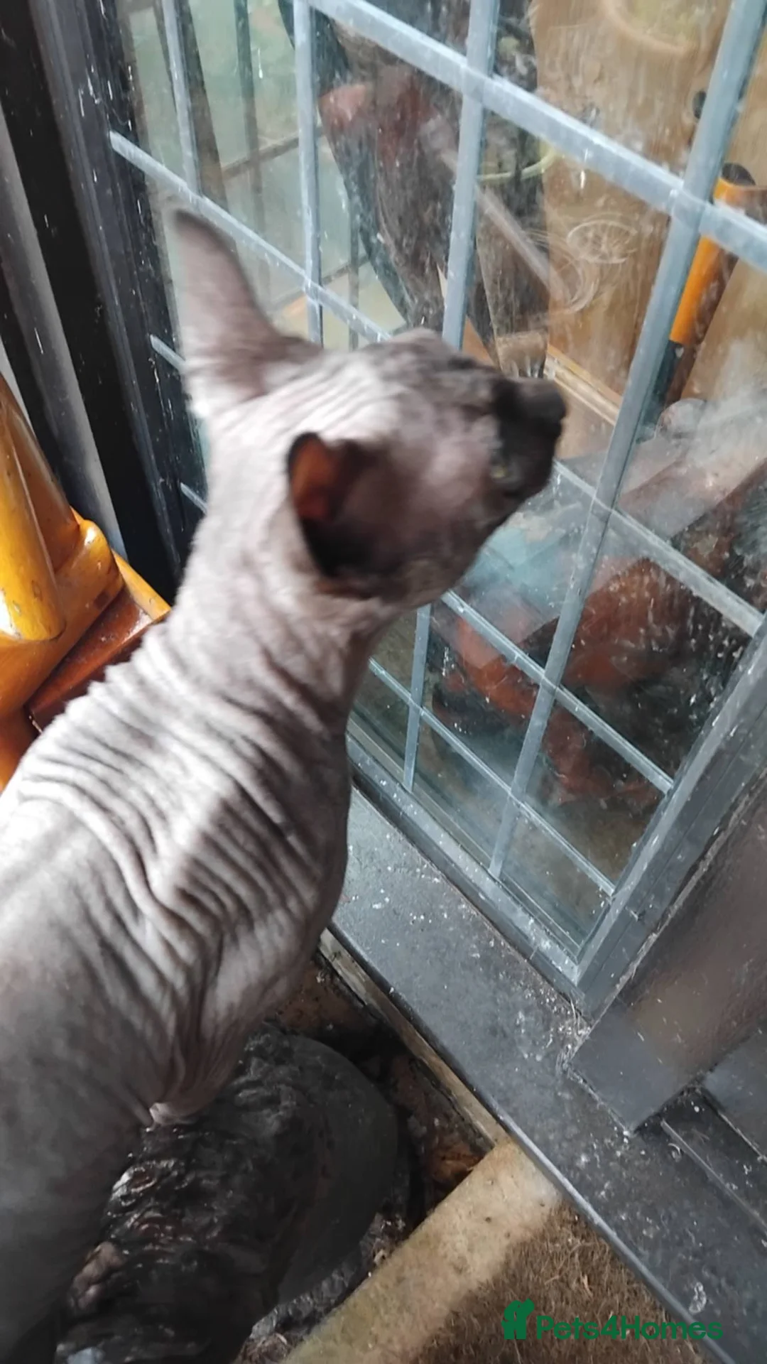Sphynx cats for sale: 11 Month old Sphynx cat  - Advert 4