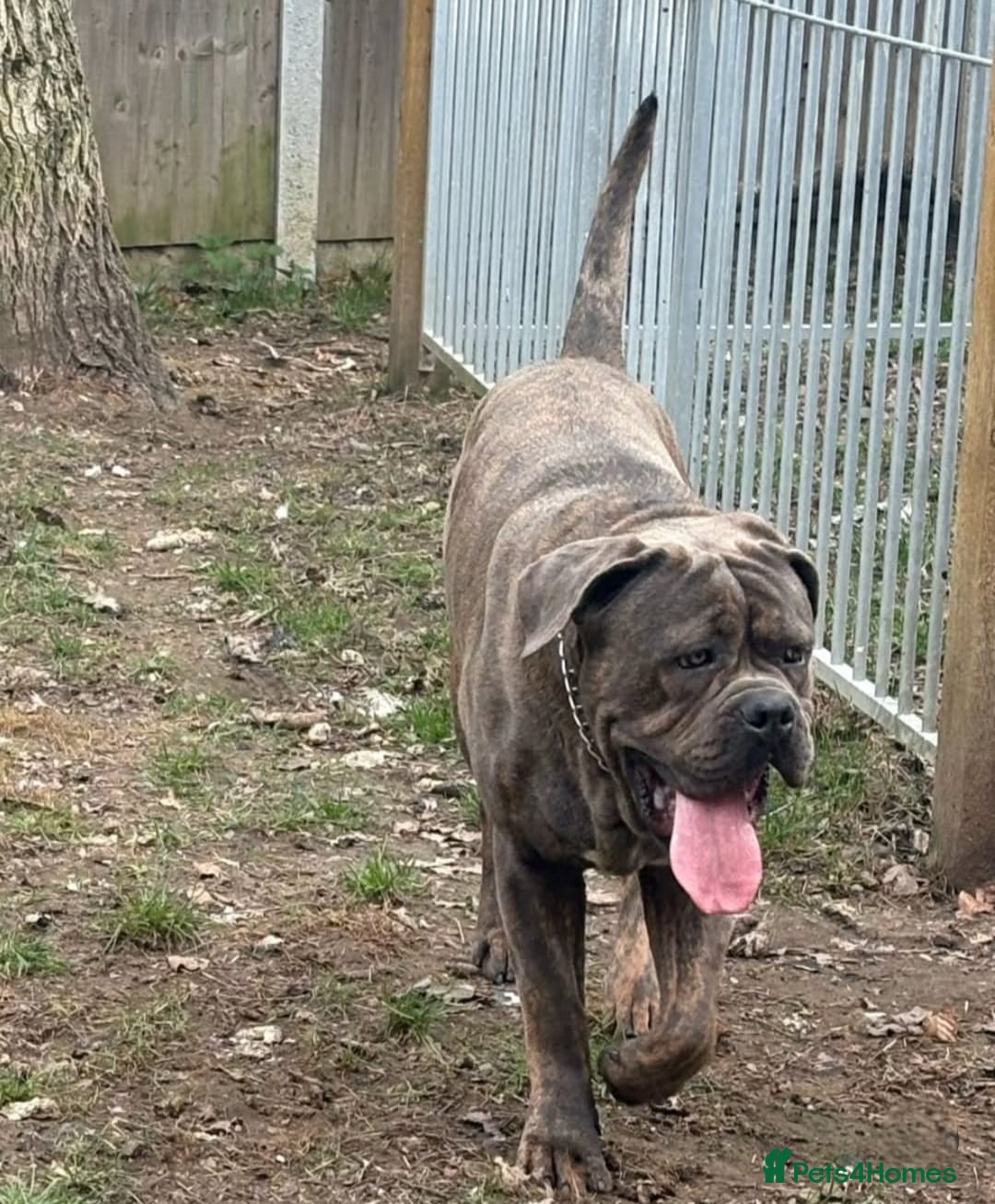 Mixed Breed dogs for sale: Puppies for Sale!! - Advert 5