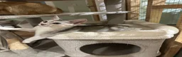 Abyssinian cats for sale: Silver Abyssinian kittens  - Advert 6