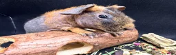Guinea Pig rodents for sale: Boy & Girl Skinny Pig - Ready Now in Caterham - Advert 3